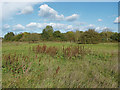 Fields near Chobham