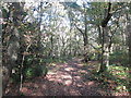 Footpath in Canklow Woods