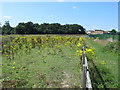 Footpath and field full of ragwort west of the New River