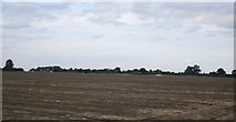 SK8747 : Farmland, Doddington Littlegate by N Chadwick