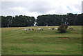 Cattle grazing on a hillside