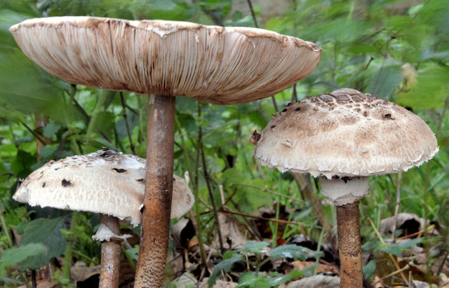 Parasol mushrooms, Belfast - October 2014(2)