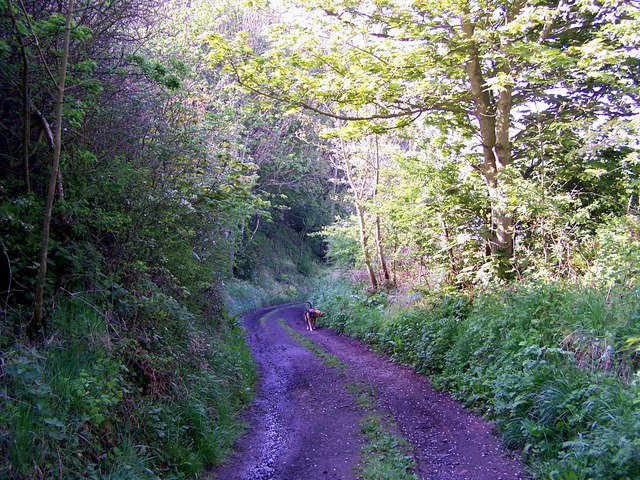 Track to the river