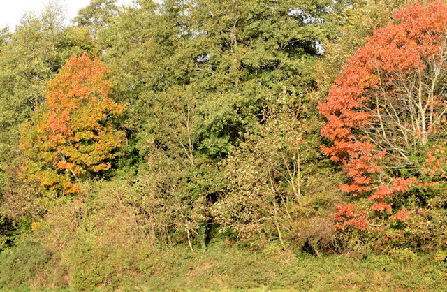 Autumn trees, Knocknagoney, Belfast (October 2014)