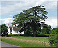 Cedar near Crookham