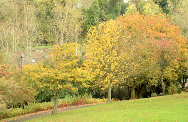 Autumn trees, Moat Park, Dundonald (October 2014)