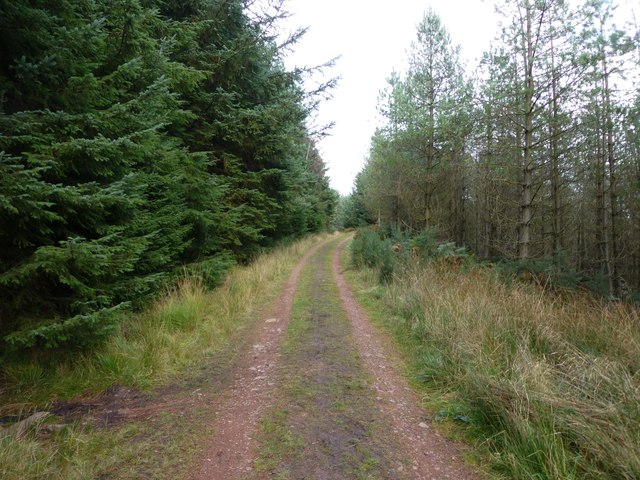Track through Thrunton Wood