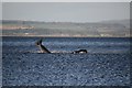 NH7882 : A Whale in the Dornoch Firth, Scotland by Andrew Tryon