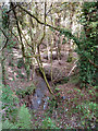 Woodland stream below Pebble Hill bridge