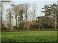 SP0974 : Fulford Hall through a tree belt across a field by Robin Stott