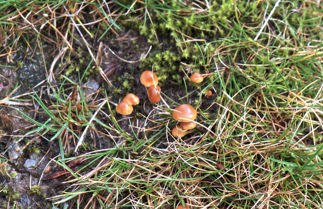 Perthshire Fungi 2