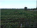 Crop field, Brown Edge