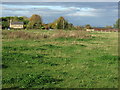 Grazing north of Course Lane (A5209)