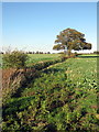 Tree by the drainage ditch