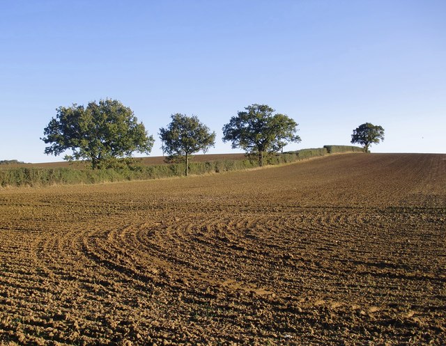 Oaks along a field boundary, south of Woodham Ferrers