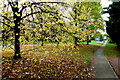 Leaves and footpath