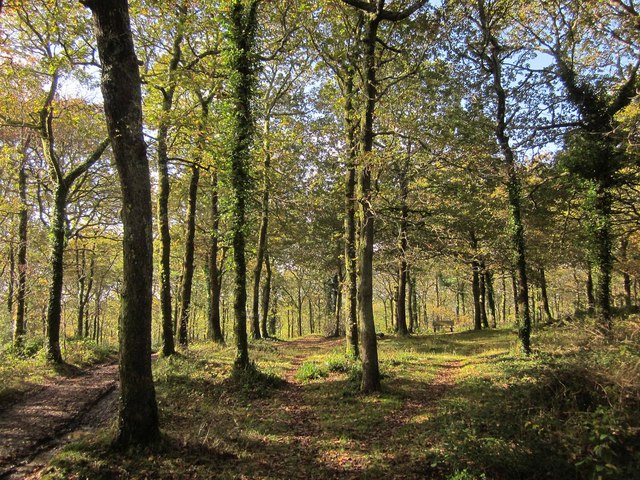 Hembury Woods