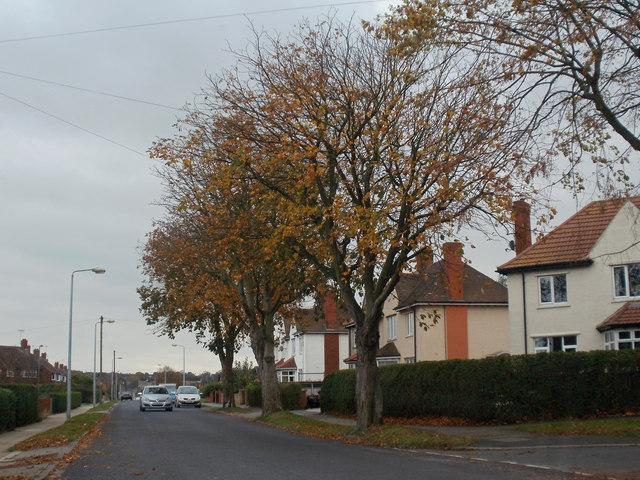 Autumn Colour on Tofts Road