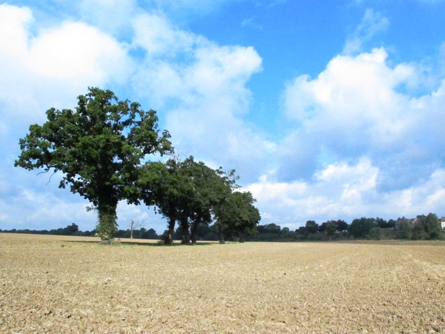 Farmland north of Banson's Lane