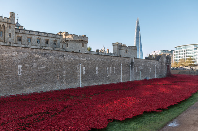 Poppies at the Tower, London