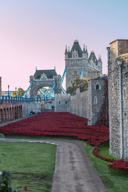 Poppies by the Tower, London