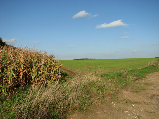 Crop fields on Great Massingham airfield