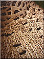 SD2262 : Detail of parasol mushroom (Lepiota procera), South Walney by Karl and Ali