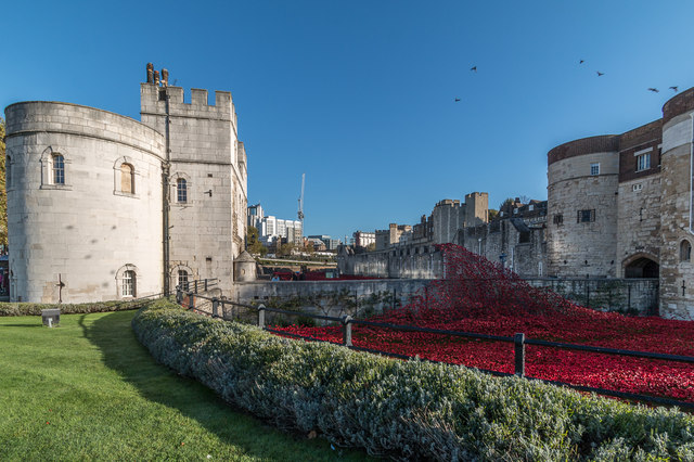 Poppies by the Tower, London