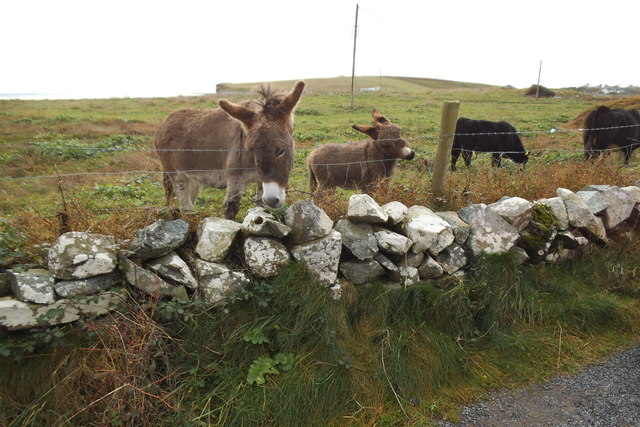 Donkeys and cattle - Ballyconneely Townland