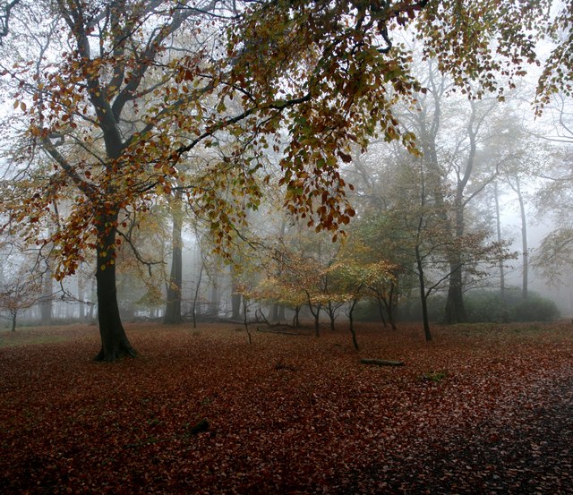 A misty October day in Granby Wood