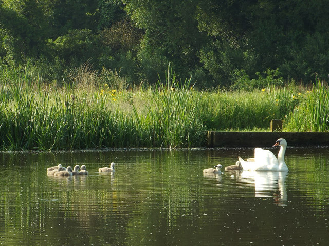 “If you want breakfast, get over here now!” Swan and cygnets, Myton Pool, Warwick
