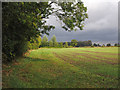 Wheat emerging from field at Ashill