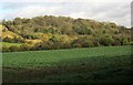 Wood near Whittington