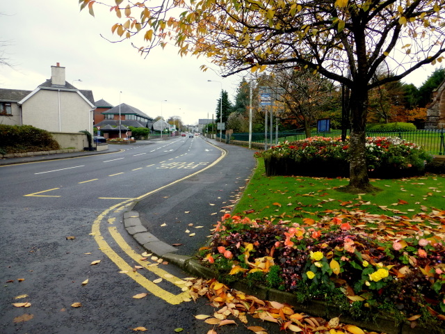 Fallen leaves, Dublin Road, Omagh