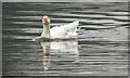 TQ2997 : White Goose on the Lake at Trent Park, London N24 by Christine Matthews