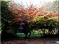 Bournemouth: autumnal tree on Queen?s Road