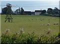 Sheep and pasture at Burton Hastings