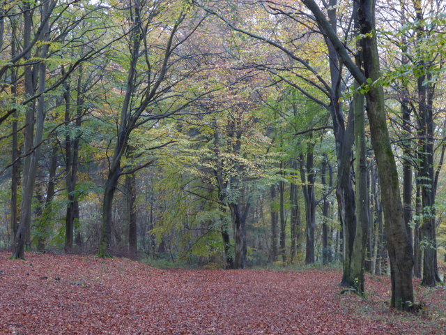 Pitmedden Forest © Jackie Proven cc-by-sa/2.0 :: Geograph Britain and ...