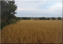 SU5849 : Great Wildcroft Field (20.5 acres) by Mr Ignavy