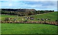 Towards Bower Quarry