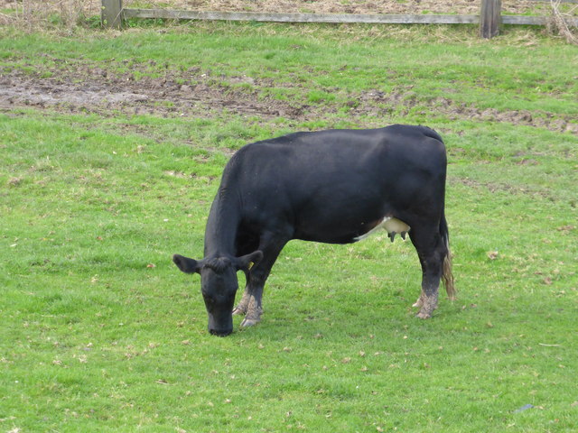 Cow © Bob Harvey :: Geograph Britain and Ireland