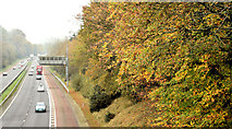 J2968 : Autumn trees, M1, Dunmurry (October 2014) by Albert Bridge