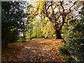 Autumn colours at the north entrance to Triley Court