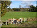 A huddle of cattle