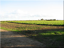 TF8323 : Crop fields by Weasenham St Peter by Evelyn Simak
