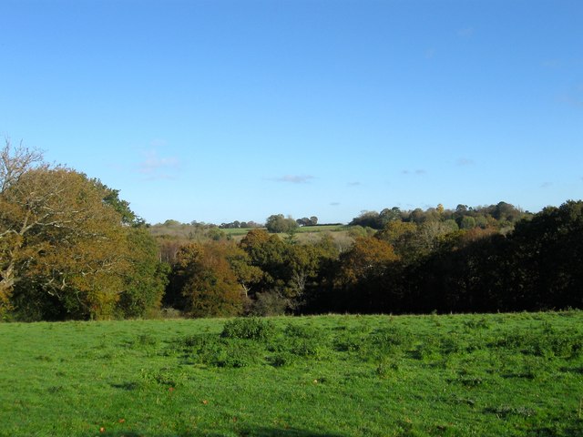 Wood Field