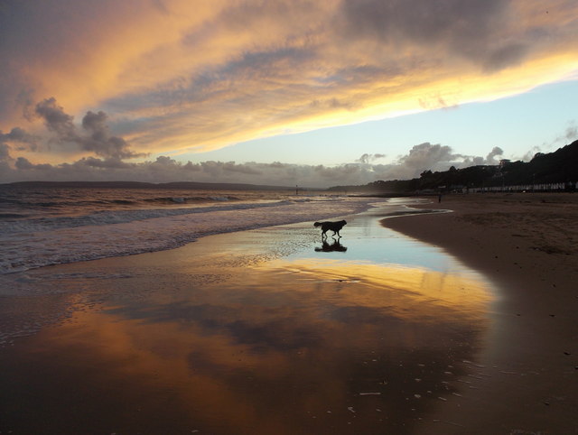 Westbourne: dog on the beach at dusk