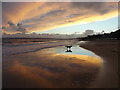 SZ0790 : Westbourne: dog on the beach at dusk by Chris Downer