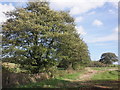 ST1840 : Line of trees, following Stogursey Brook by Roger Cornfoot