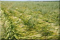 Barley field with impurities